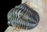 Gerastos Trilobite Fossil - Great Detail #105156-4